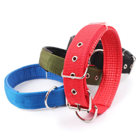 Fashionable Dog Collar